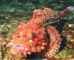Scorpionfish - Thailand - What a big mouth! by Dale Treadway 